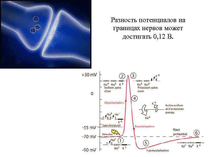 Разность потенциалов на границах нервов может достигать 0, 12 В. 