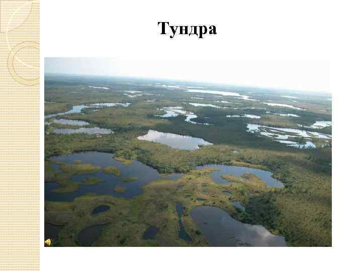 Тундра 