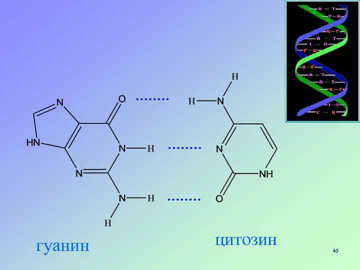 гуанин цитозин 43 