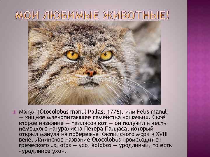  Манул (Otocolobus manul Pallas, 1776), или Felis manul, — хищное млекопитающее семейства кошачьих.