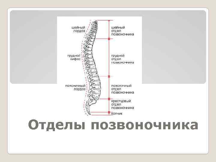  Отделы позвоночника 