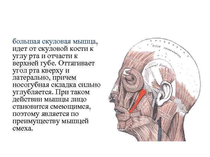 большая скуловая мышца, идет от скуловой кости к углу рта и отчасти к верхней