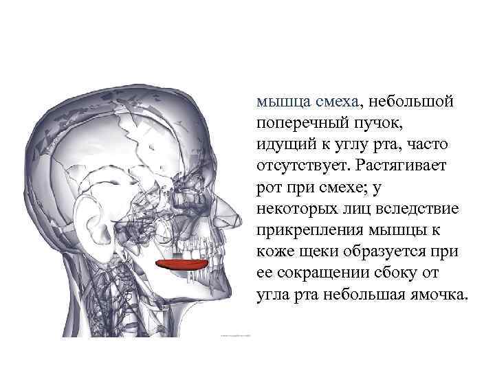 мышца смеха, небольшой поперечный пучок, идущий к углу рта, часто отсутствует. Растягивает рот при