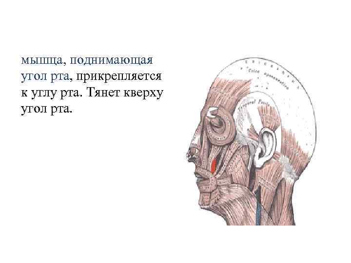 мышца, поднимающая угол рта, прикрепляется к углу рта. Тянет кверху угол рта. 