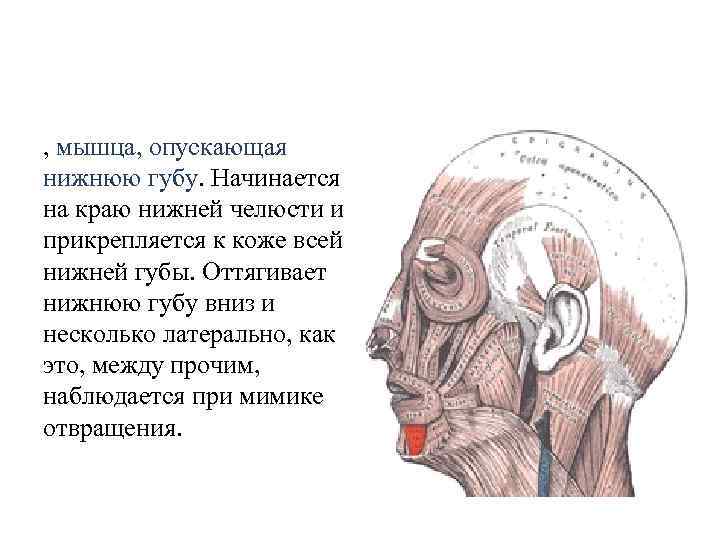 , мышца, опускающая нижнюю губу. Начинается на краю нижней челюсти и прикрепляется к коже