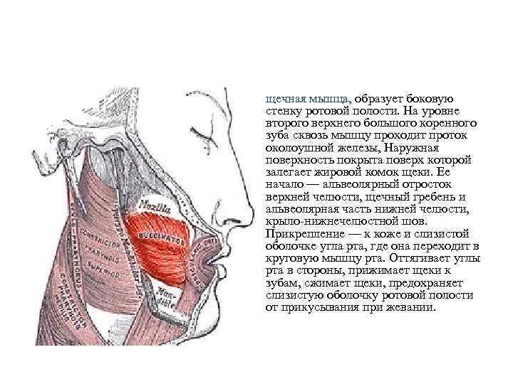 щечная мышца, образует боковую стенку ротовой полости. На уровне второго верхнего большого коренного зуба