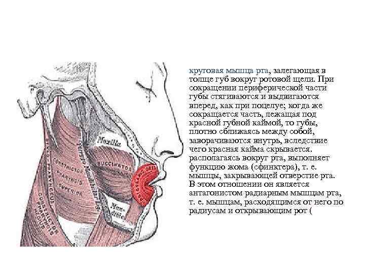 круговая мышца рта, залегающая в толще губ вокруг ротовой щели. При сокращении периферической части