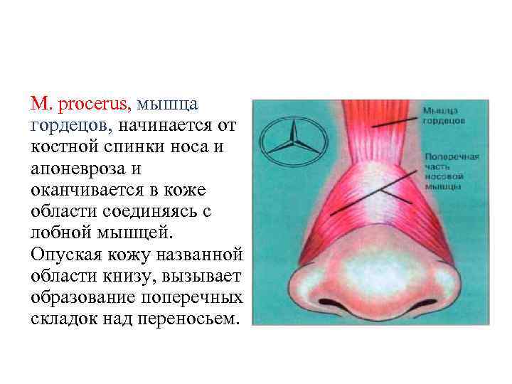 М. procerus, мышца гордецов, начинается от костной спинки носа и апоневроза и оканчивается в