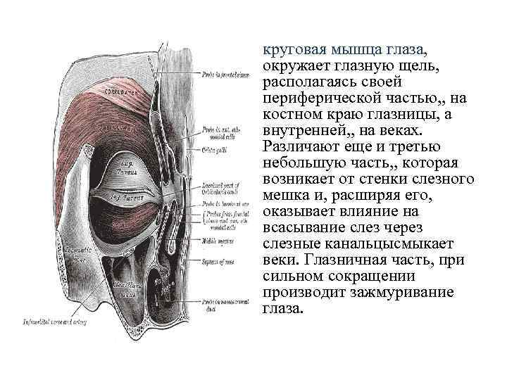 круговая мышца глаза, окружает глазную щель, располагаясь своей периферической частью, , на костном краю