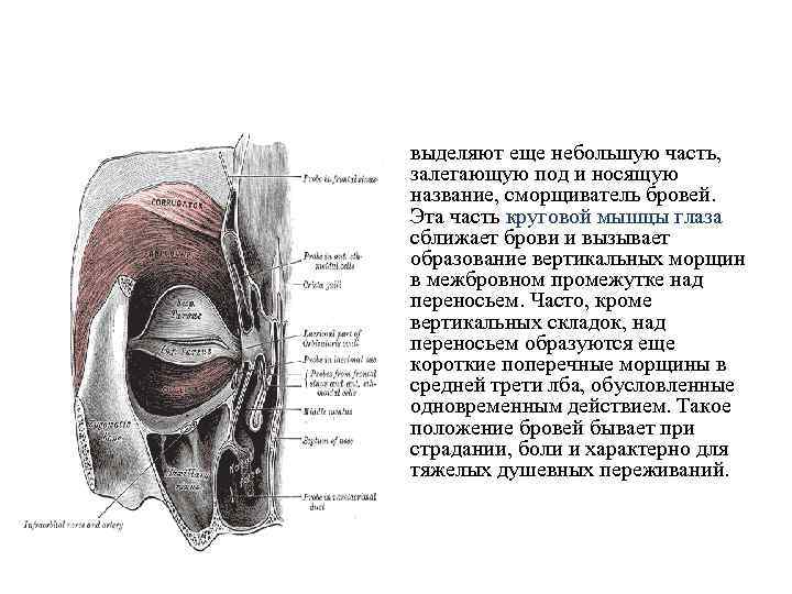 выделяют еще небольшую часть, залегающую под и носящую название, сморщиватель бровей. Эта часть круговой