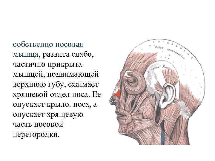 собственно носовая мышца, развита слабо, частично прикрыта мышцей, поднимающей верхнюю губу, сжимает хрящевой отдел