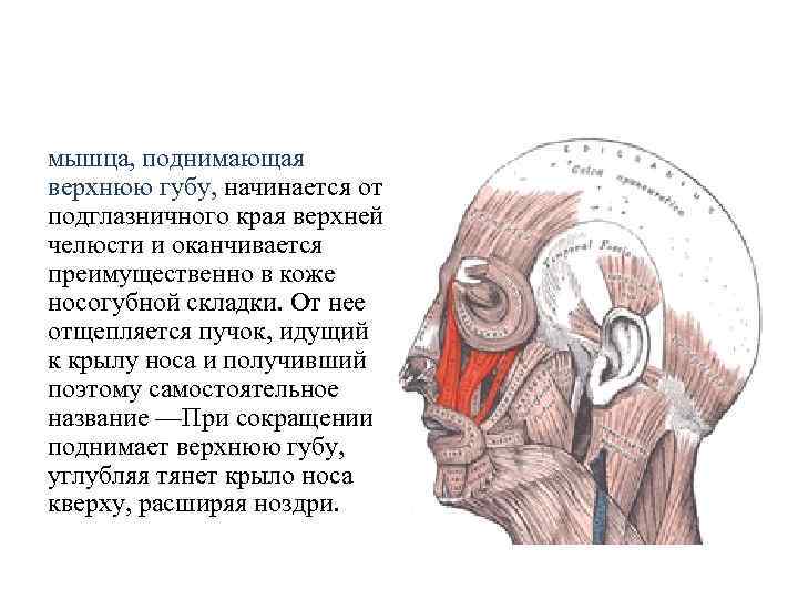 мышца, поднимающая верхнюю губу, начинается от подглазничного края верхней челюсти и оканчивается преимущественно в