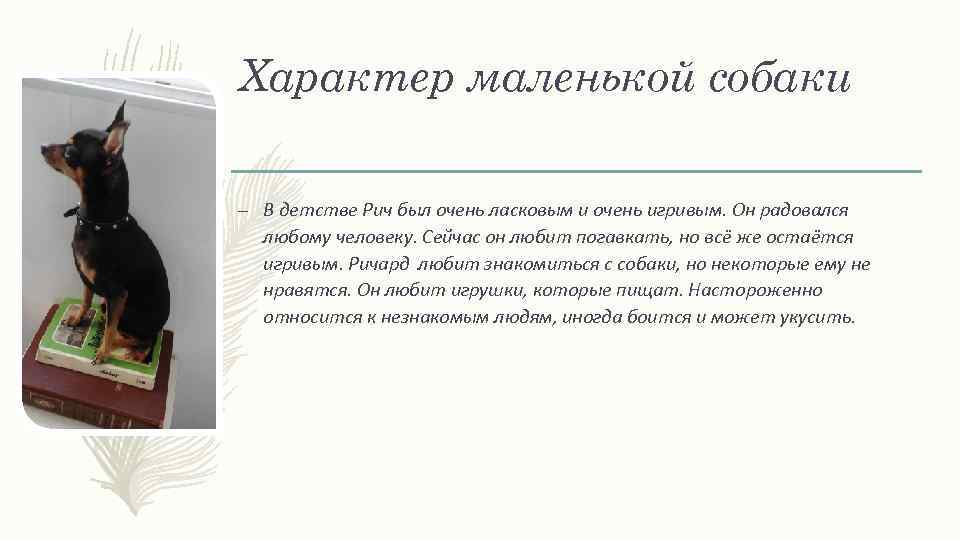 Характер маленькой собаки – В детстве Рич был очень ласковым и очень игривым. Он