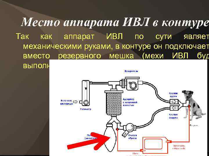 Место аппарата ИВЛ в контуре Так как аппарат ИВЛ по сути являет механическими руками,