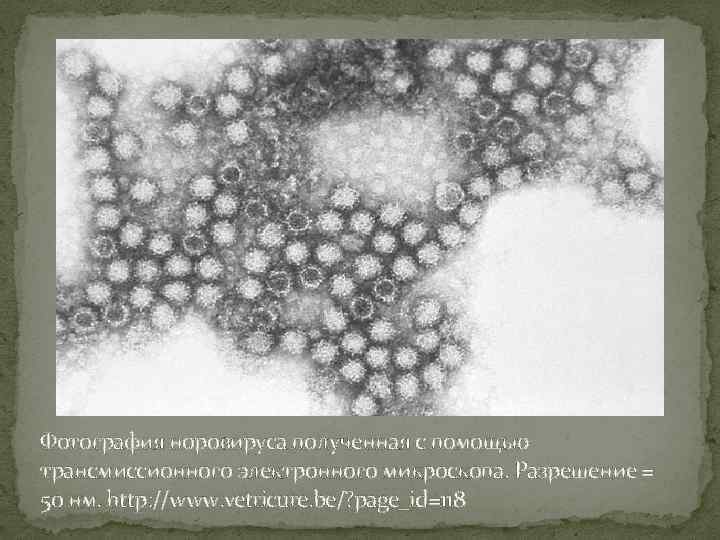 Фотография норовируса полученная с помощью трансмиссионного электронного микроскопа. Разрешение = 50 нм. http: //www.
