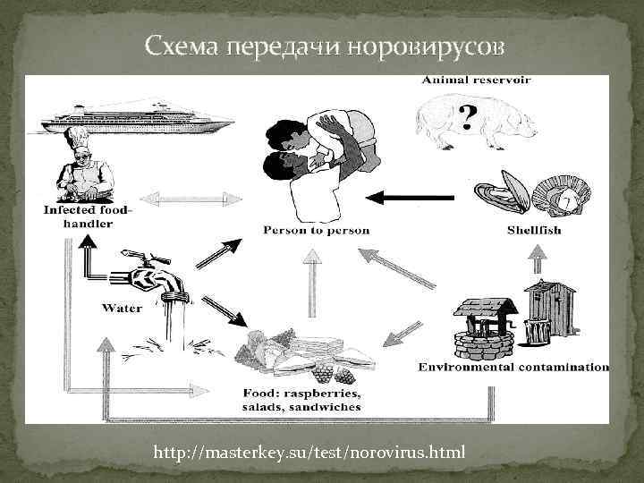 Схема передачи норовирусов http: //masterkey. su/test/norovirus. html 