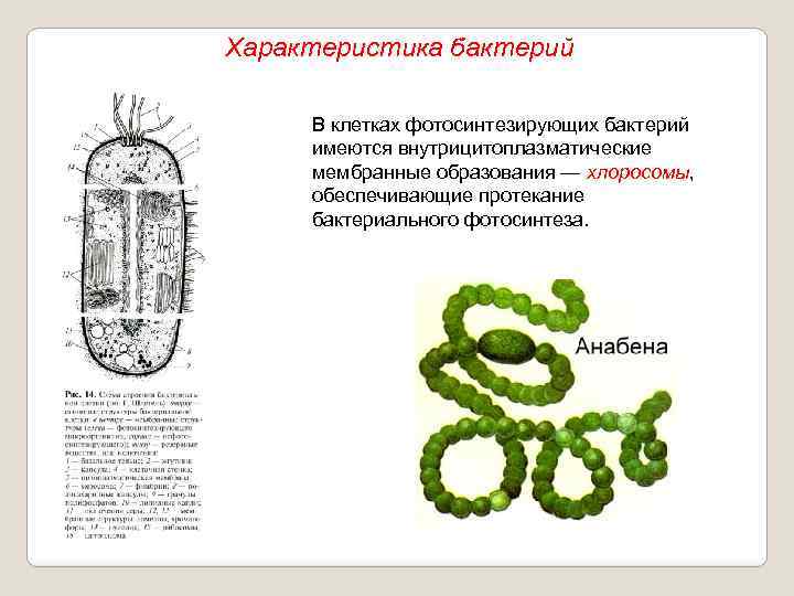 Характеристика бактерий В клетках фотосинтезирующих бактерий имеются внутрицитоплазматические мембранные образования — хлоросомы, обеспечивающие протекание