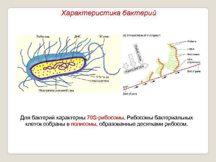 Характеристика бактерий Для бактерий характерны 70 S-рибосомы. Рибосомы бактериальных клеток собраны в полисомы, образованные