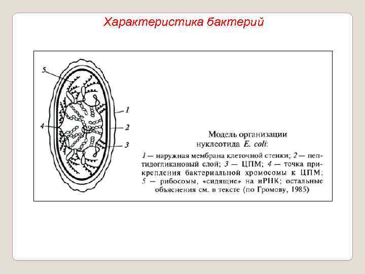 Характеристика бактерий 