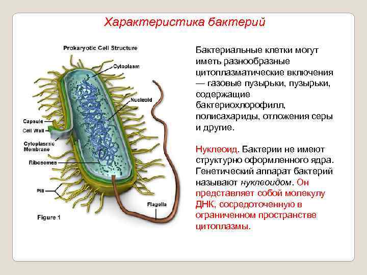 Характеристика бактерий Бактериальные клетки могут иметь разнообразные цитоплазматические включения — газовые пузырьки, содержащие бактериохлорофилл,