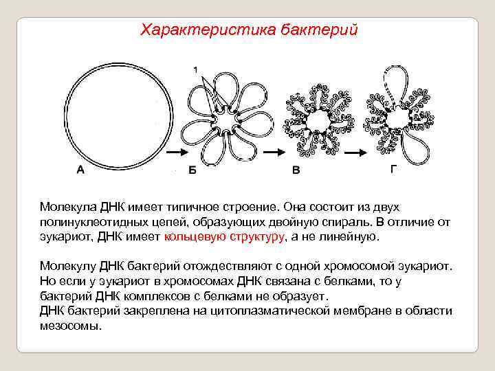 Характеристика бактерий Молекула ДНК имеет типичное строение. Она состоит из двух полинуклеотидных цепей, образующих