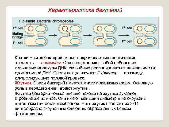 Характеристика бактерий Клетки многих бактерий имеют нехромосомные генетические элементы — плазмиды. Они представляют собой