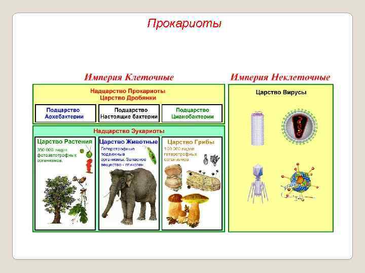 Прокариоты 