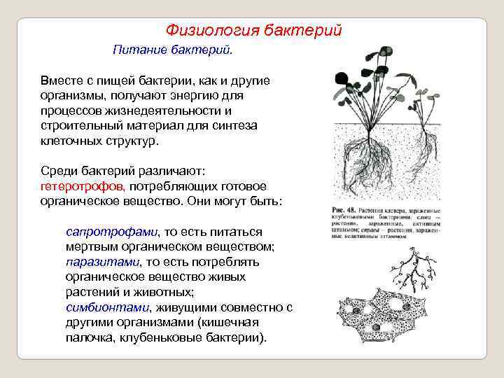 Физиология бактерий Питание бактерий. Вместе с пищей бактерии, как и другие организмы, получают энергию