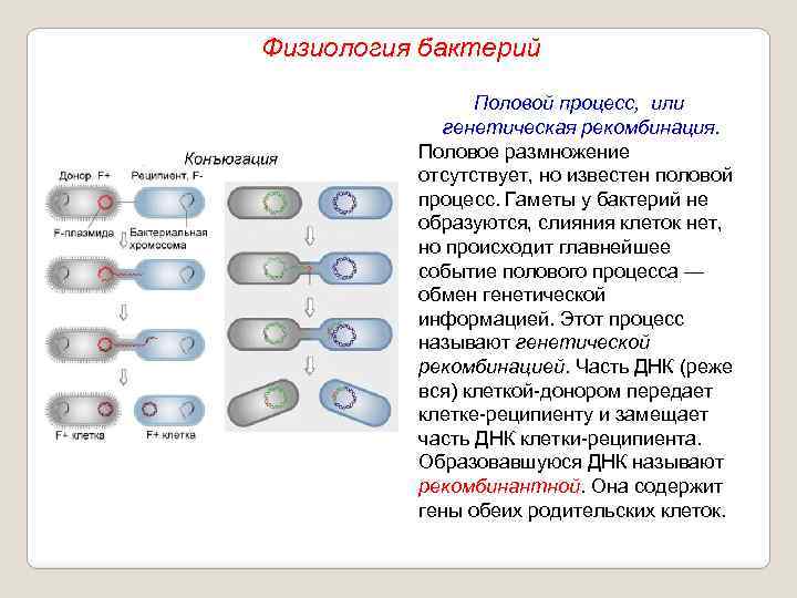 Физиология бактерий Половой процесс, или генетическая рекомбинация. Половое размножение отсутствует, но известен половой процесс.