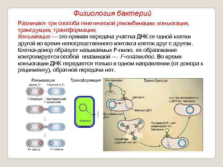 Физиология бактерий Различают три способа генетической рекомбинации: конъюгация, трансдукция, трансформация; Конъюгация — это прямая