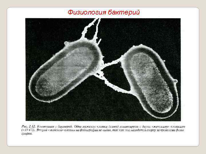 Физиология бактерий 