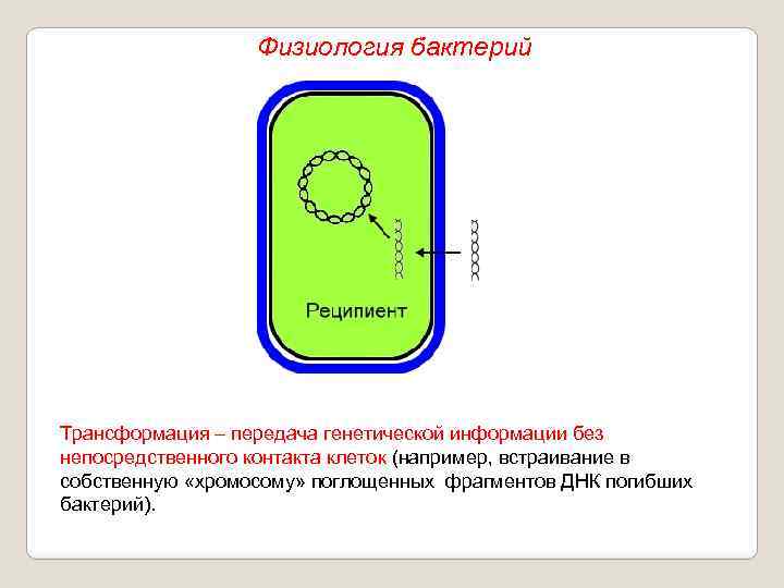 Физиология бактерий Трансформация – передача генетической информации без непосредственного контакта клеток (например, встраивание в