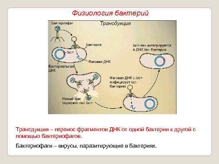 Физиология бактерий Трансдукция – перенос фрагментов ДНК от одной бактерии к другой с помощью