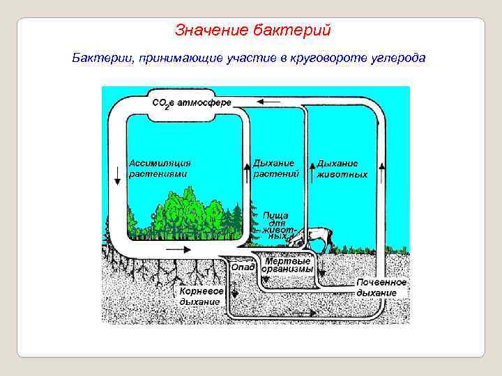 Значение бактерий Бактерии, принимающие участие в круговороте углерода 