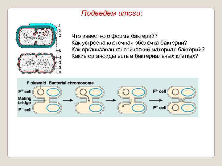 Подведем итоги: Что известно о форме бактерий? Как устроена клеточная оболочка бактерии? Как организован