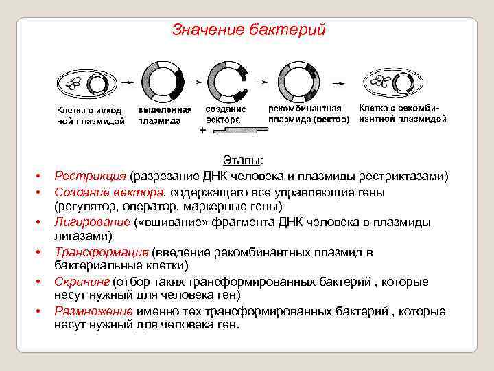 Значение бактерий • • • Этапы: Рестрикция (разрезание ДНК человека и плазмиды рестриктазами) Создание
