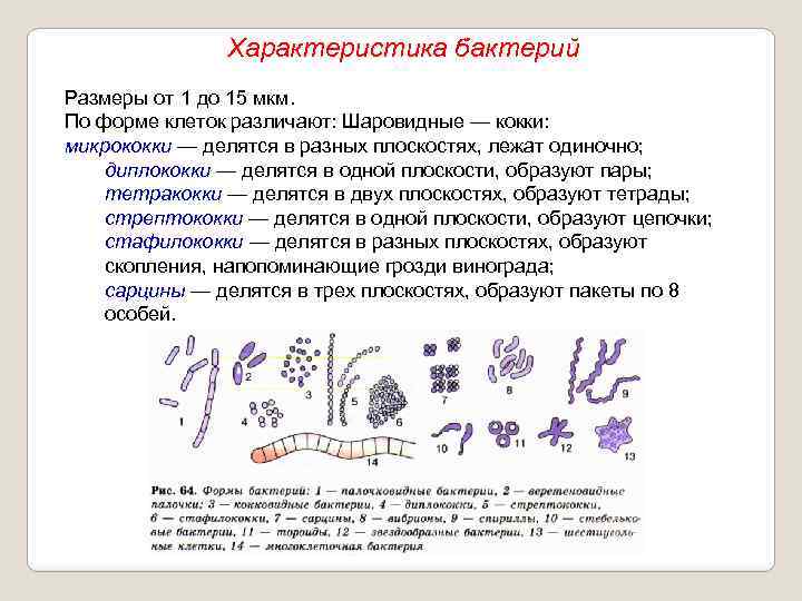 Характеристика бактерий Размеры от 1 до 15 мкм. По форме клеток различают: Шаровидные —