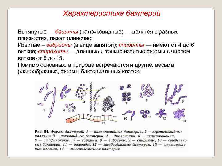 Характеристика бактерий Вытянутые — бациллы (палочковидные) — делятся в разных плоскостях, лежат одиночно; Извитые