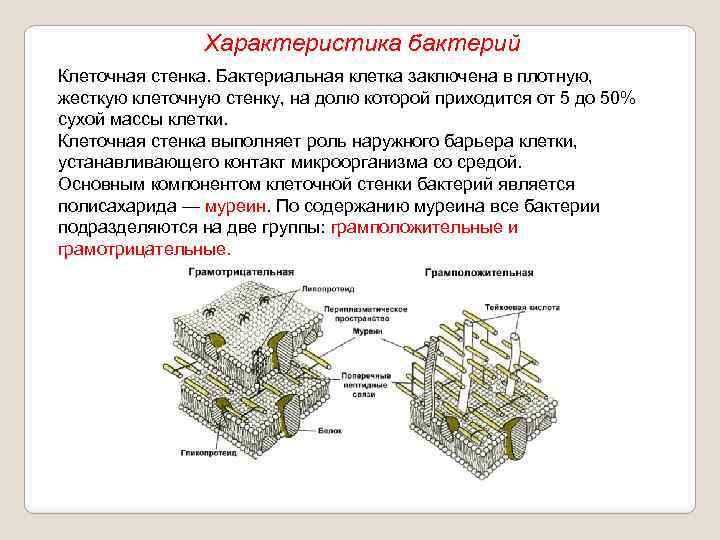 Характеристика бактерий Клеточная стенка. Бактериальная клетка заключена в плотную, жесткую клеточную стенку, на долю