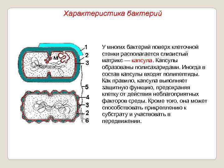 Характеристика бактерий У многих бактерий поверх клеточной стенки располагается слизистый матрикс — капсула. Капсулы