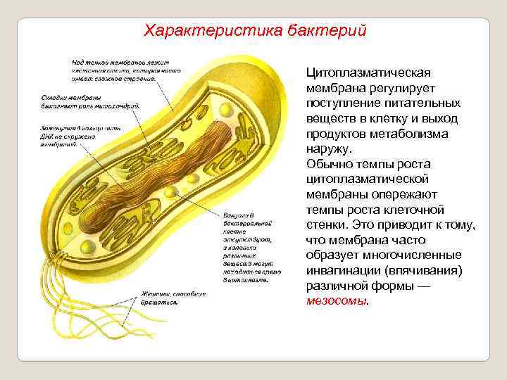 Характеристика бактерий Цитоплазматическая мембрана регулирует поступление питательных веществ в клетку и выход продуктов метаболизма