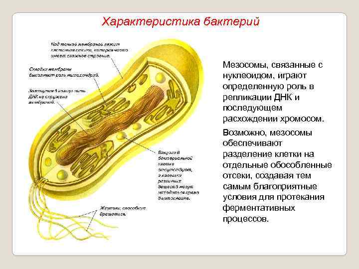 Характеристика бактерий Мезосомы, связанные с нуклеоидом, играют определенную роль в репликации ДНК и последующем