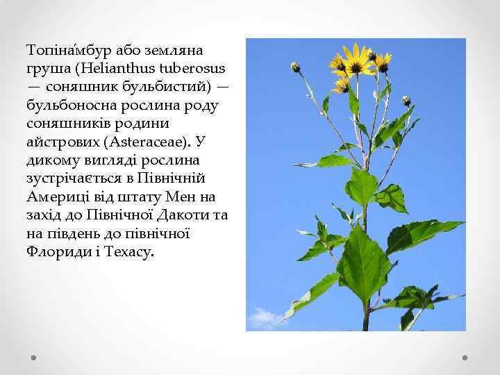 Топіна мбур або земляна груша (Helianthus tuberosus — соняшник бульбистий) — бульбоносна рослина роду