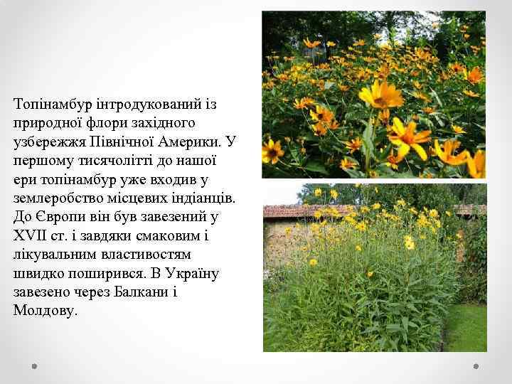 Топінамбур інтродукований із природної флори західного узбережжя Північної Америки. У першому тисячолітті до нашої