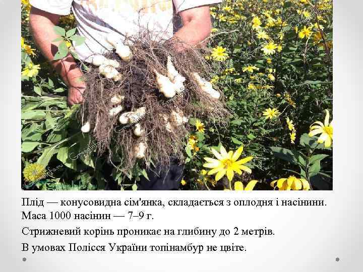 Плід — конусовидна сім'янка, складається з оплодня і насінини. Маса 1000 насінин — 7–