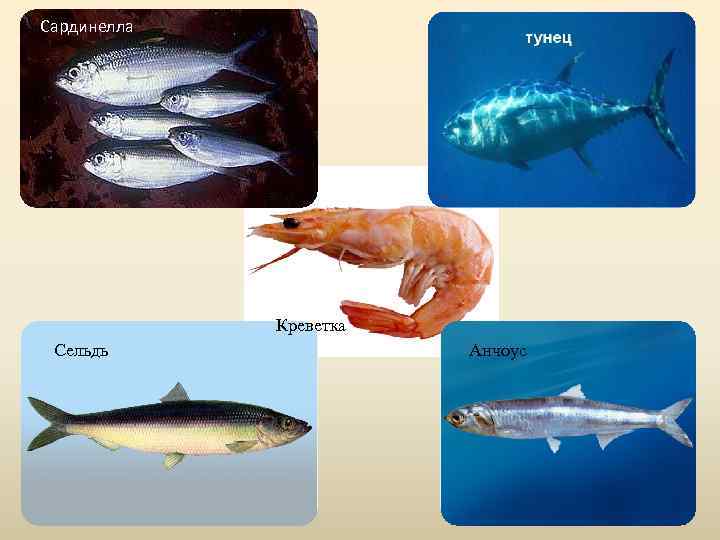 Сардинелла Креветка Сельдь Анчоус 