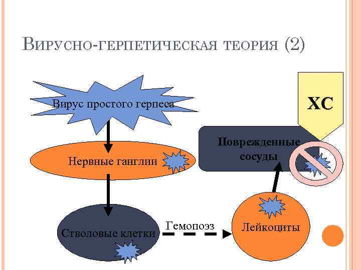 ВИРУСНО-ГЕРПЕТИЧЕСКАЯ ТЕОРИЯ (2) ХС Вирус простого герпеса Поврежденные сосуды Нервные ганглии Стволовые клетки Гемопоэз