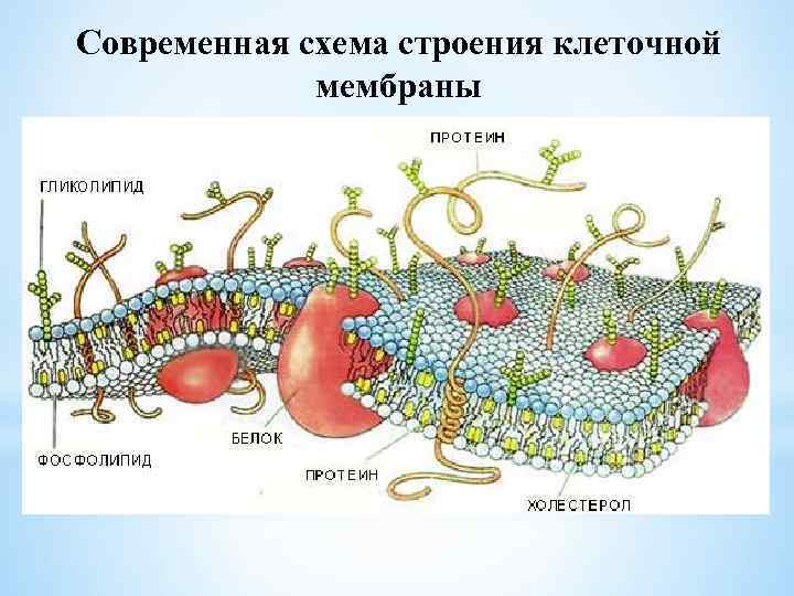 Современная схема строения клеточной мембраны 