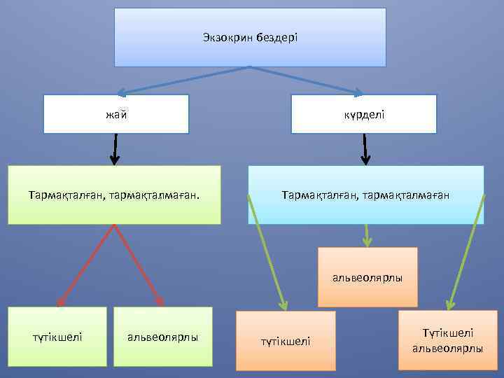 Экзокрин бездері жай күрделі Тармақталған, тармақталмаған альвеолярлы түтікшелі Түтікшелі альвеолярлы 