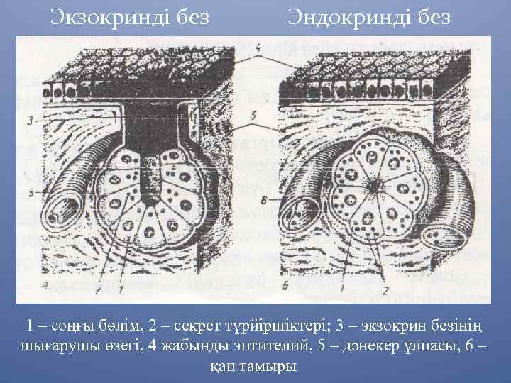 Экзокринді без Эндокринді без 1 – соңғы бөлім, 2 – секрет түрйіршіктері; 3 –